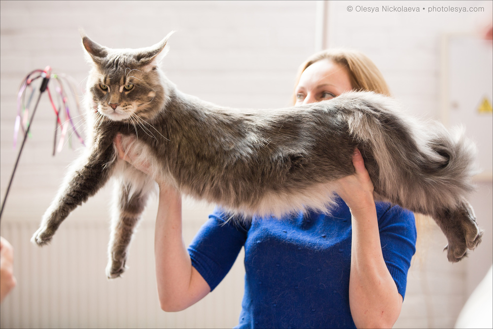  кошки / выставки ◆ cats / shows