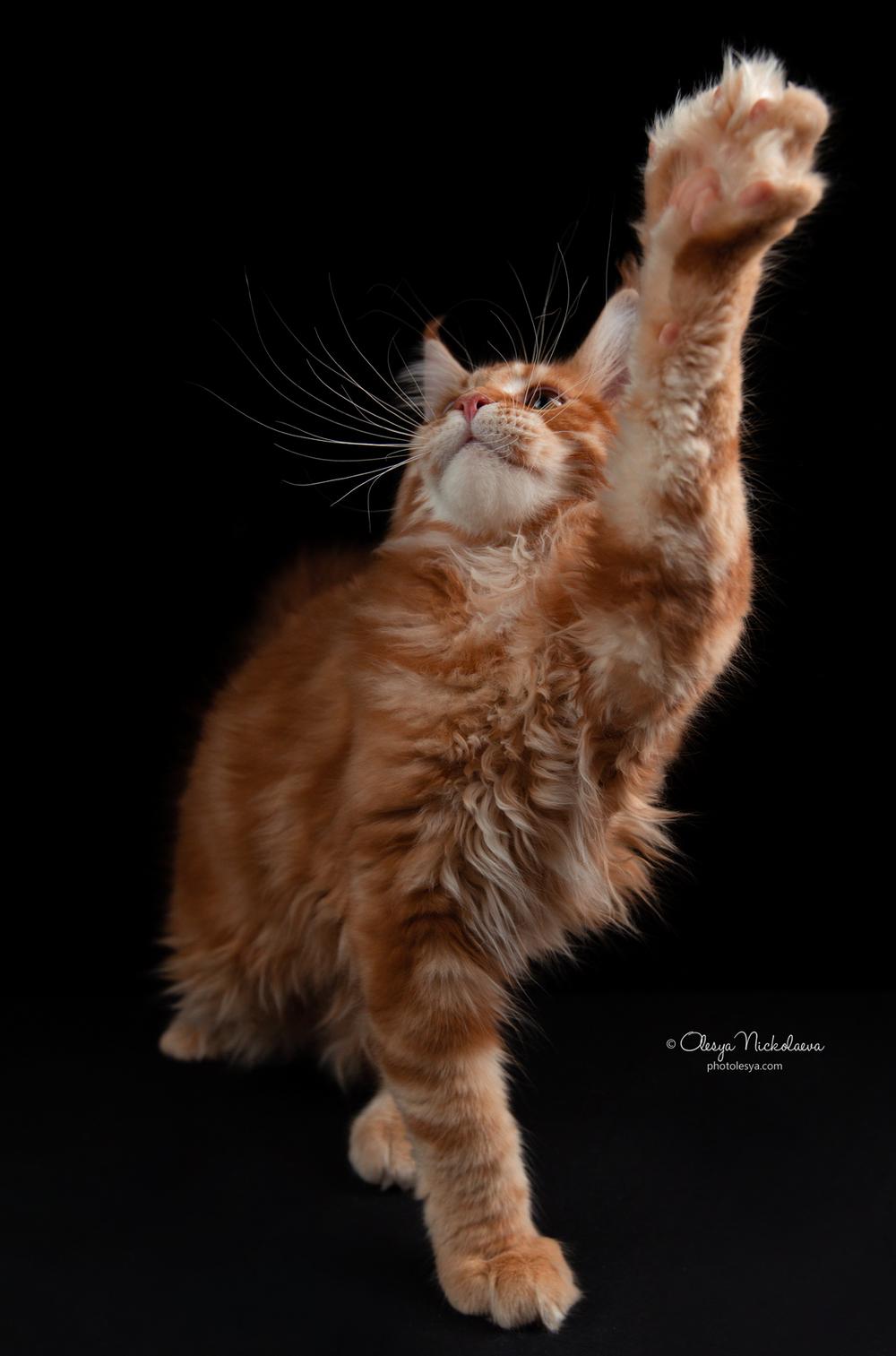  кошки / выставки ◆ cats / shows