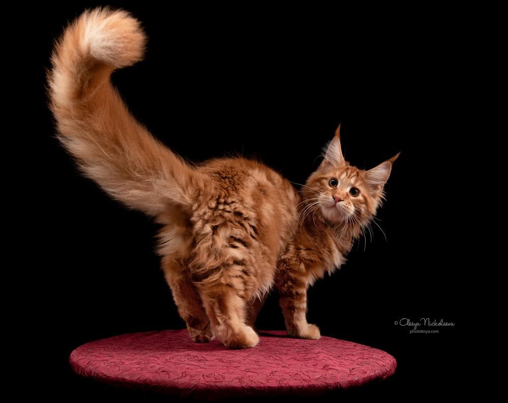  кошки / выставки ◆ cats / shows
