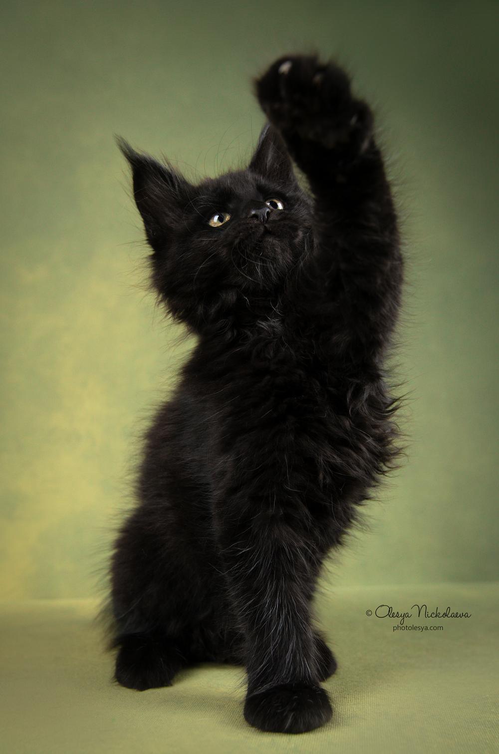  кошки / выставки ◆ cats / shows