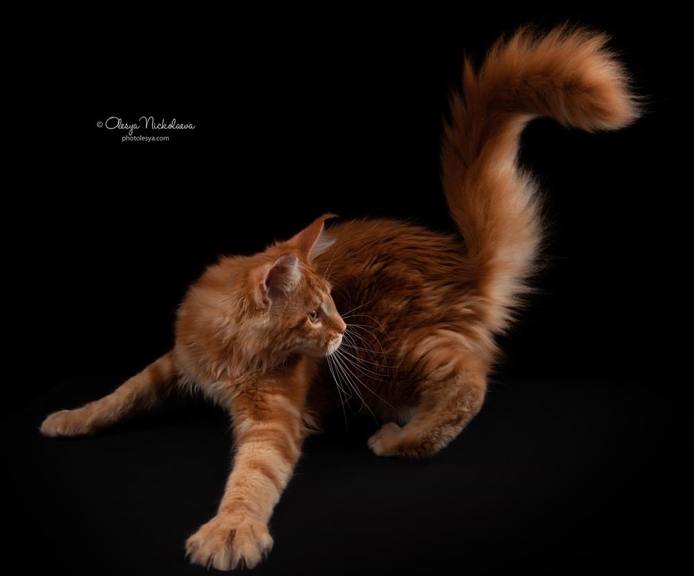  кошки / выставки ◆ cats / shows