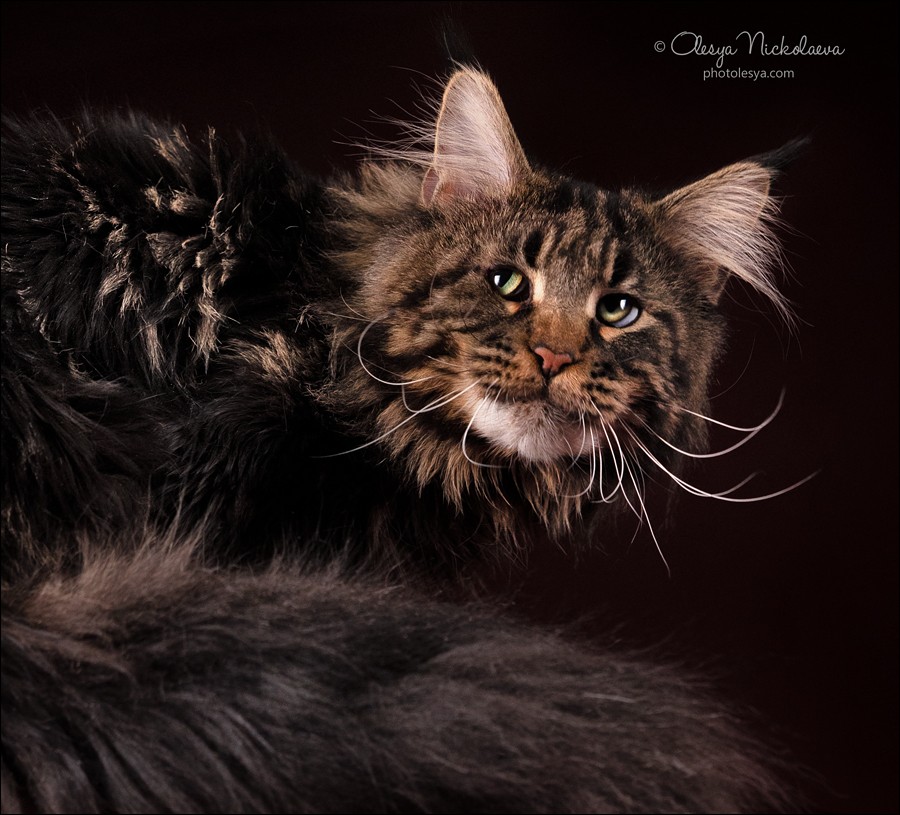  кошки / выставки ◆ cats / shows