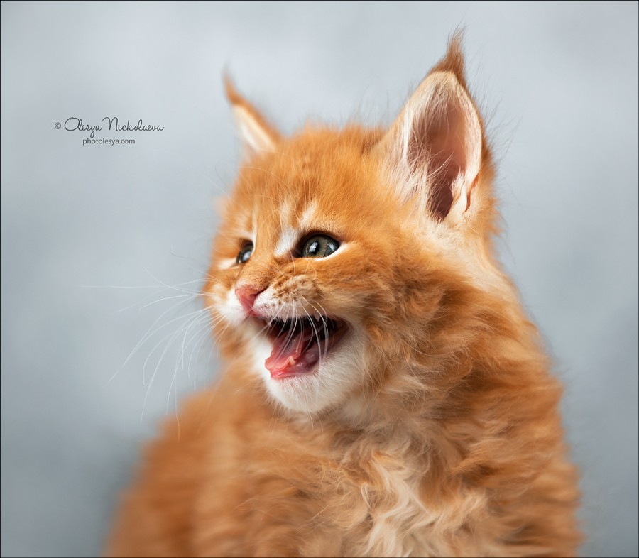  кошки / выставки ◆ cats / shows
