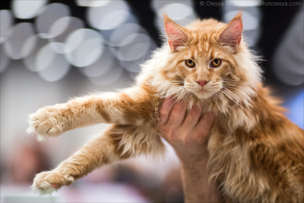  кошки / выставки ◆ cats / shows