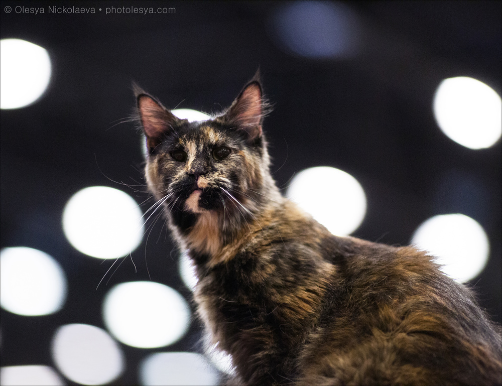  кошки / выставки ◆ cats / shows
