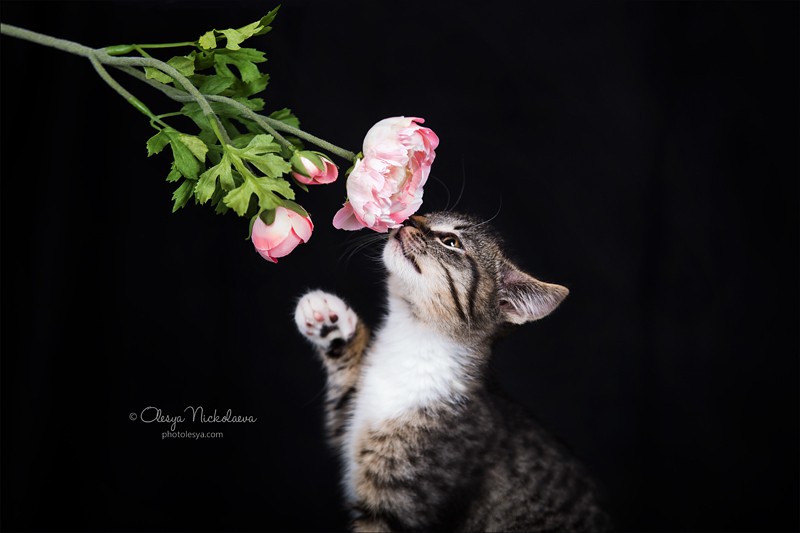  кошки / выставки ◆ cats / shows