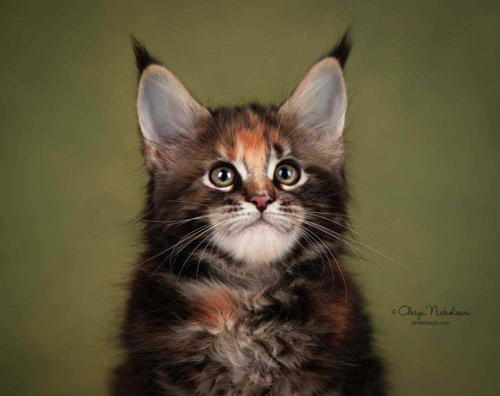  кошки / выставки ◆ cats / shows