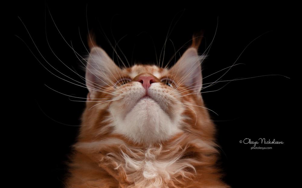 кошки / выставки ◆ cats / shows