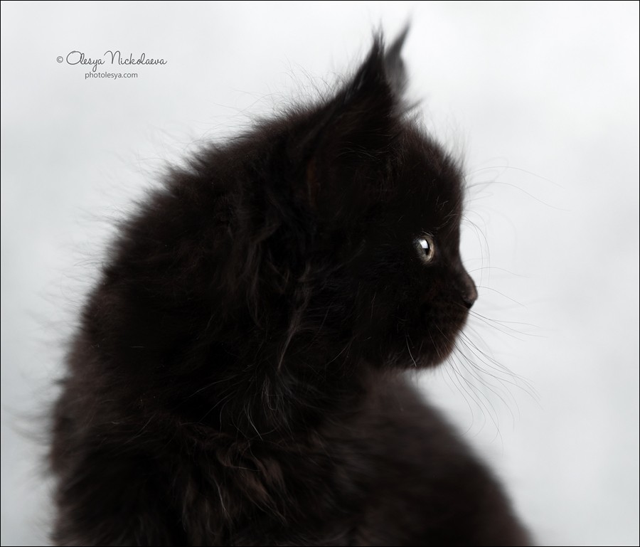  кошки / выставки ◆ cats / shows