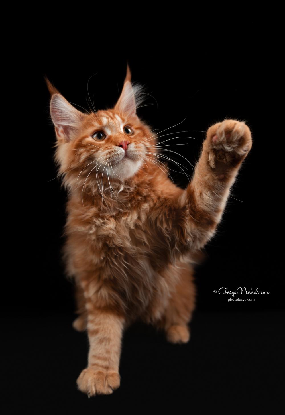  кошки / выставки ◆ cats / shows