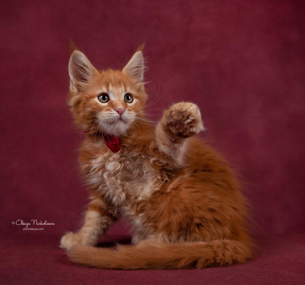  кошки / выставки ◆ cats / shows