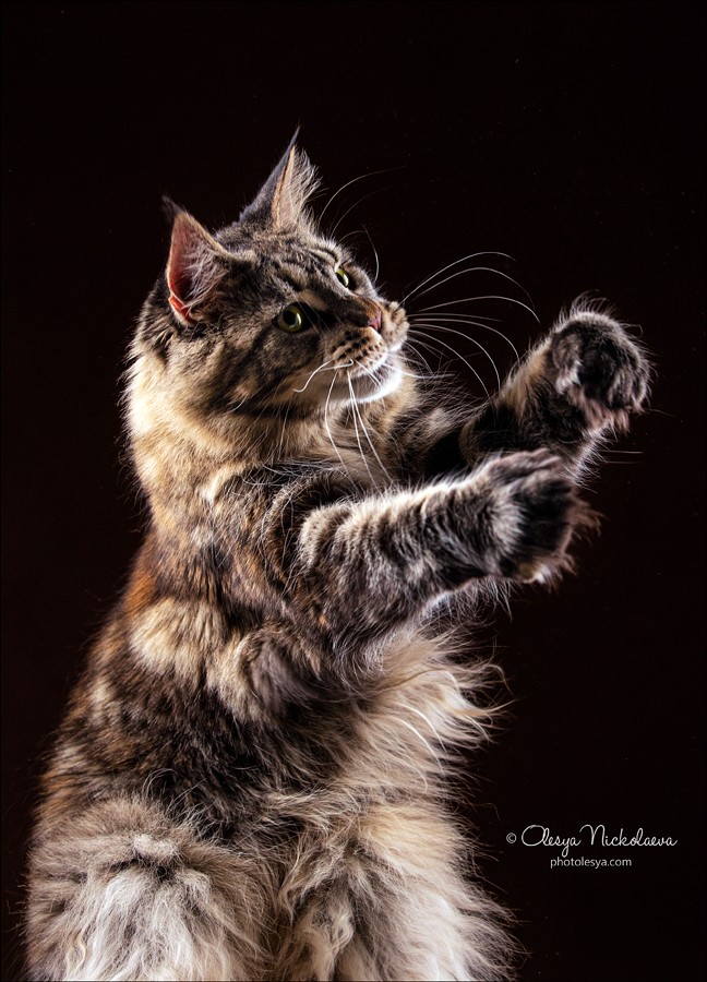  кошки / выставки ◆ cats / shows