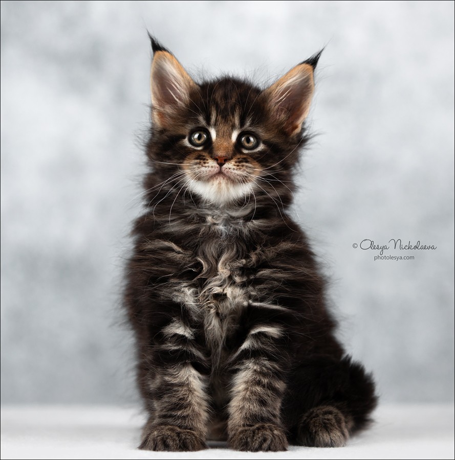  кошки / выставки ◆ cats / shows