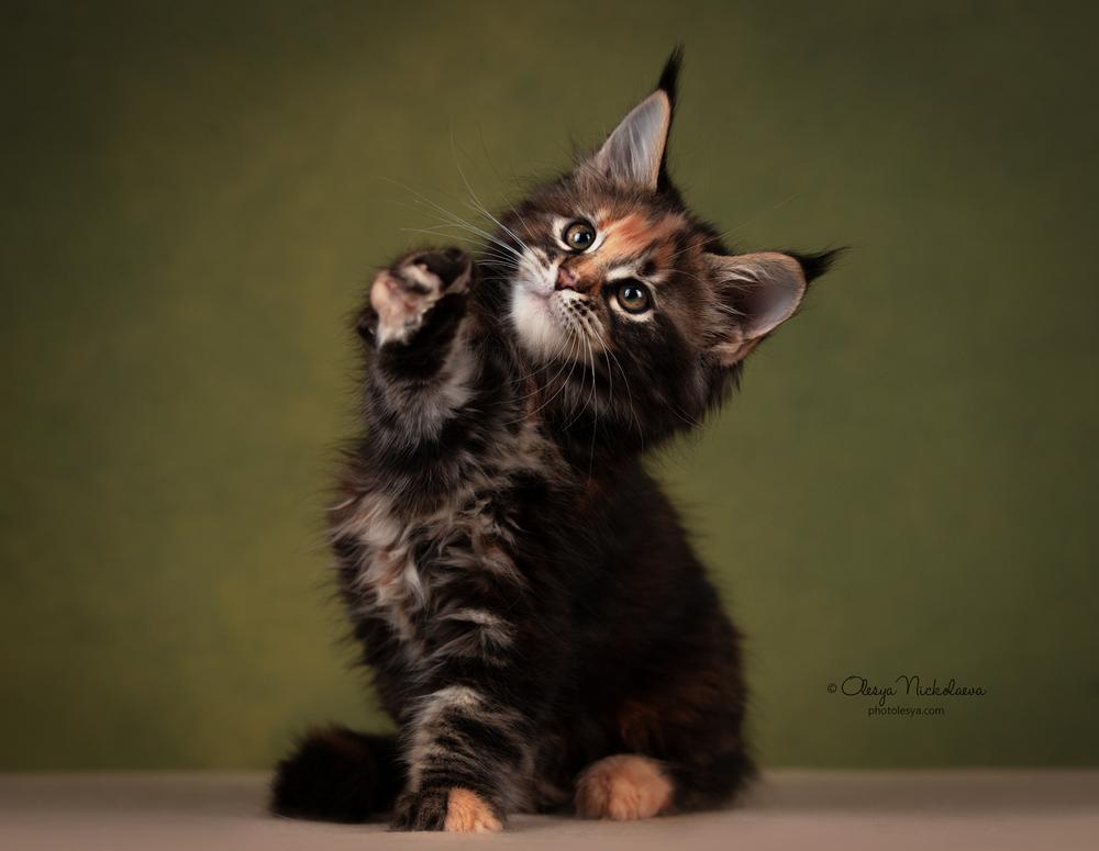  кошки / выставки ◆ cats / shows