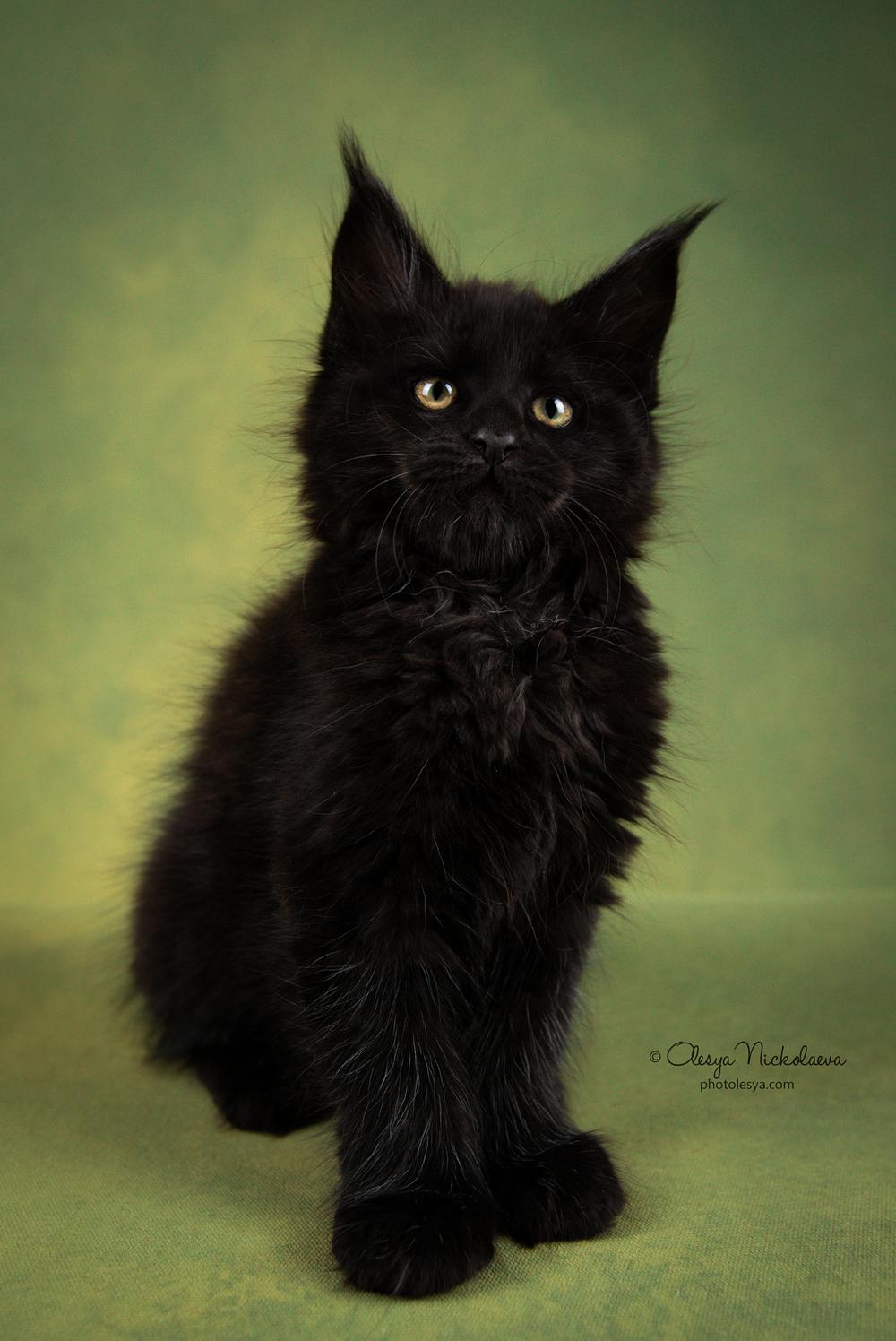  кошки / выставки ◆ cats / shows