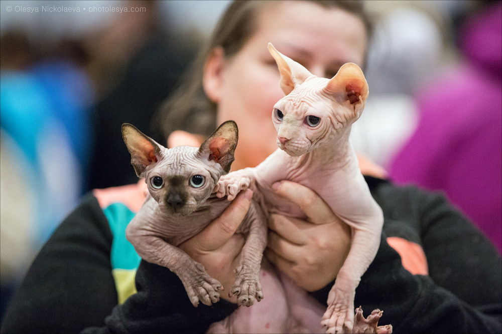  кошки / выставки ◆ cats / shows