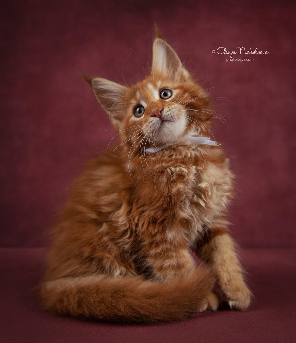  кошки / выставки ◆ cats / shows