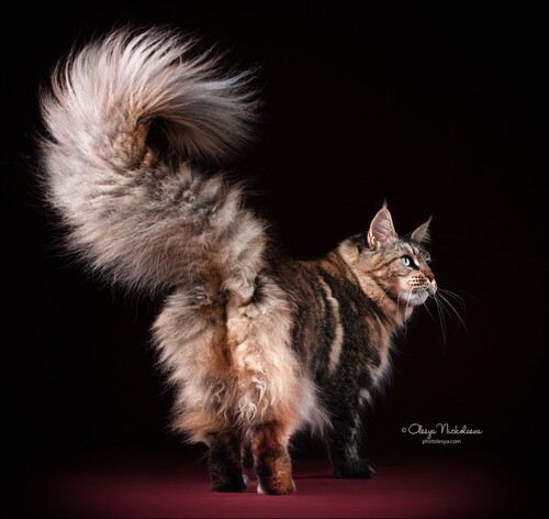  кошки / выставки ◆ cats / shows