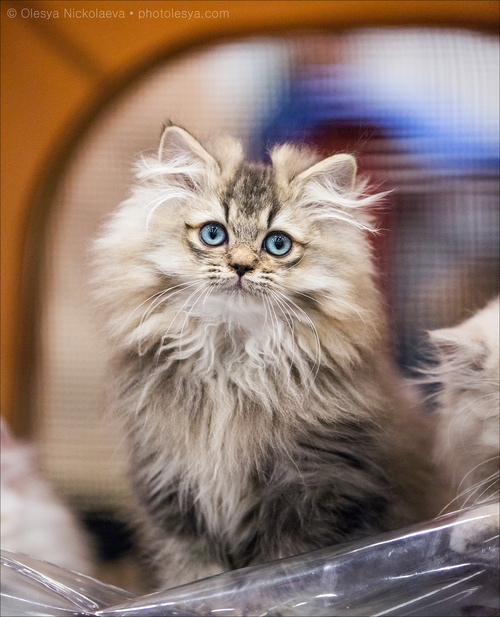  кошки / выставки ◆ cats / shows