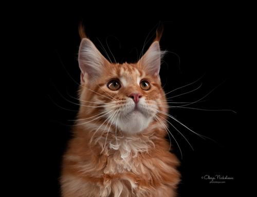  кошки / выставки ◆ cats / shows