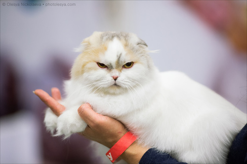 кошки / выставки ◆ cats / shows