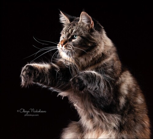  кошки / выставки ◆ cats / shows