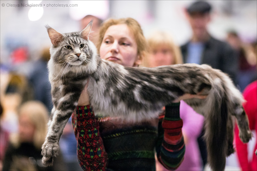  кошки / выставки ◆ cats / shows