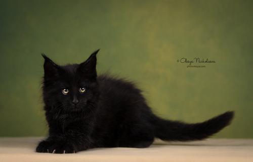  кошки / выставки ◆ cats / shows