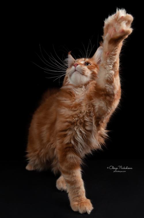  кошки / выставки ◆ cats / shows