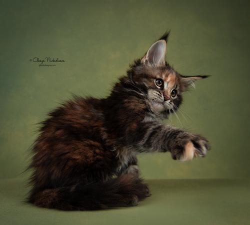  кошки / выставки ◆ cats / shows