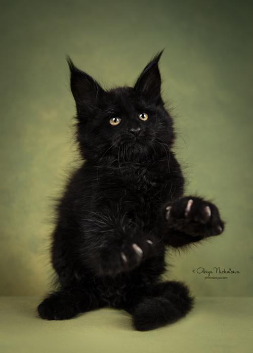 кошки / выставки ◆ cats / shows