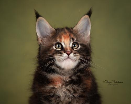  кошки / выставки ◆ cats / shows