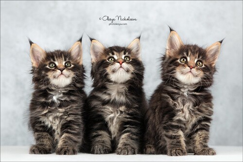  кошки / выставки ◆ cats / shows