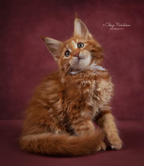 кошки / выставки ◆ cats / shows