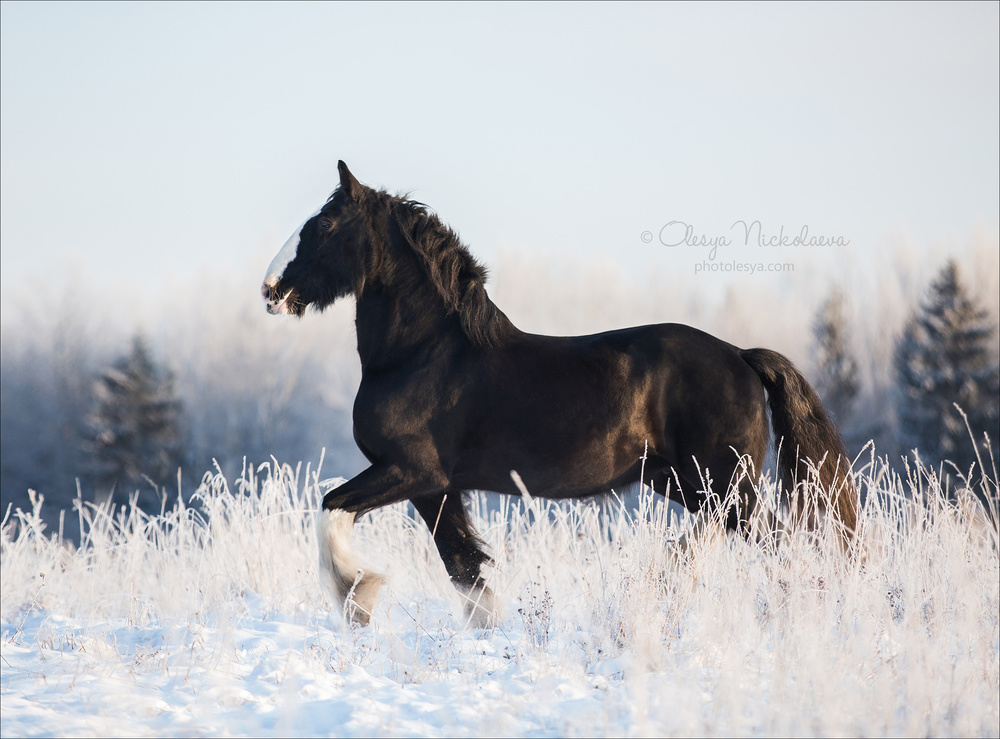 свобода ◆ liberty