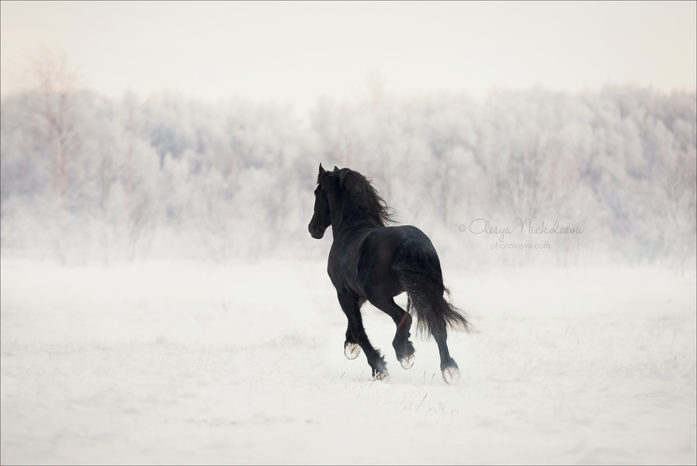 свобода ◆ liberty