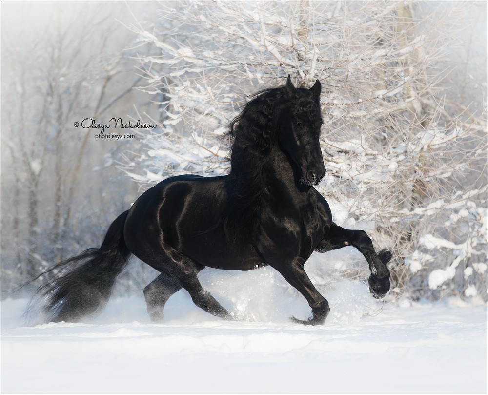 свобода ◆ liberty
