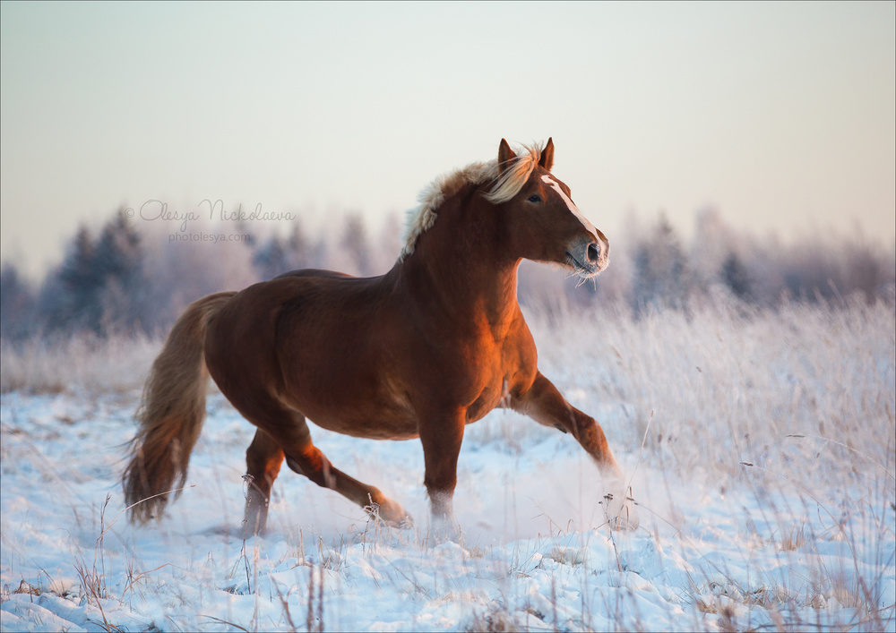 свобода ◆ liberty