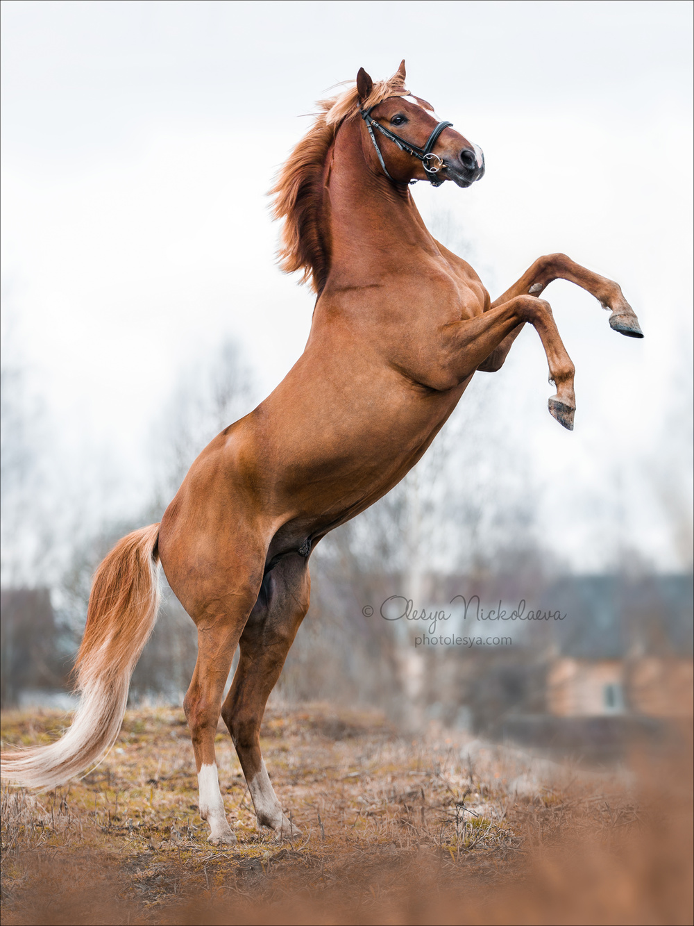 свобода ◆ liberty