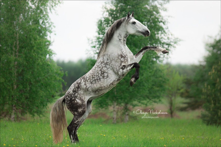 свобода ◆ liberty