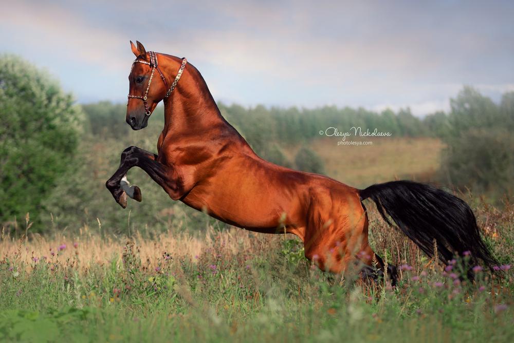 свобода ◆ liberty