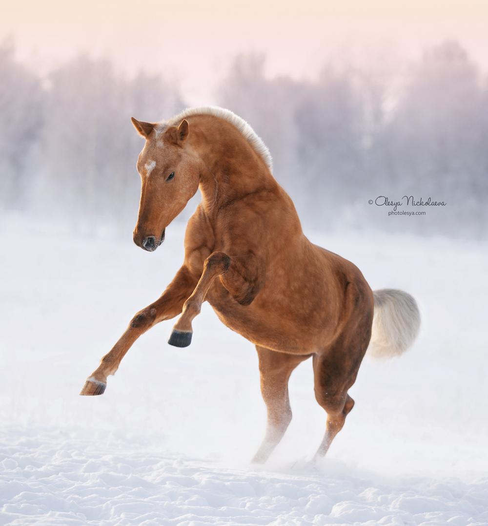 свобода ◆ liberty