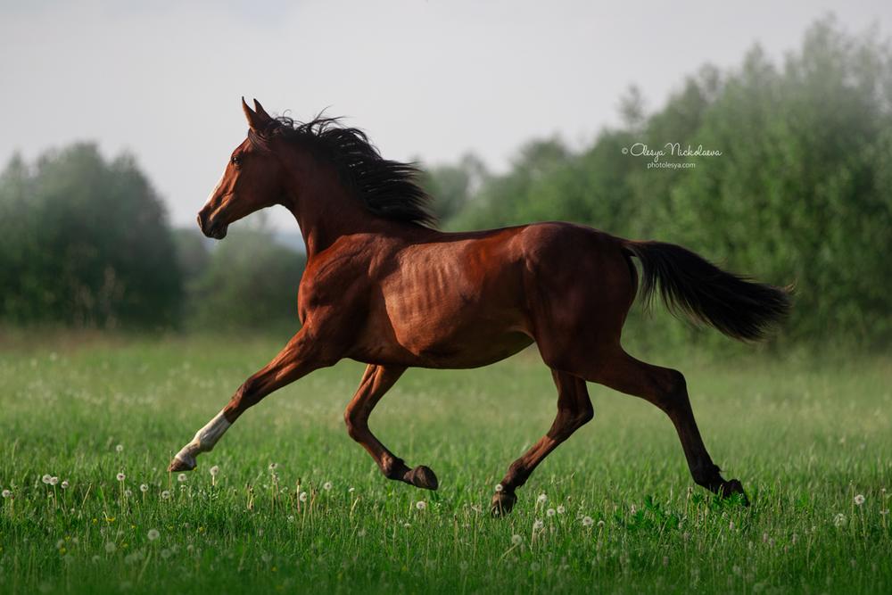 свобода ◆ liberty