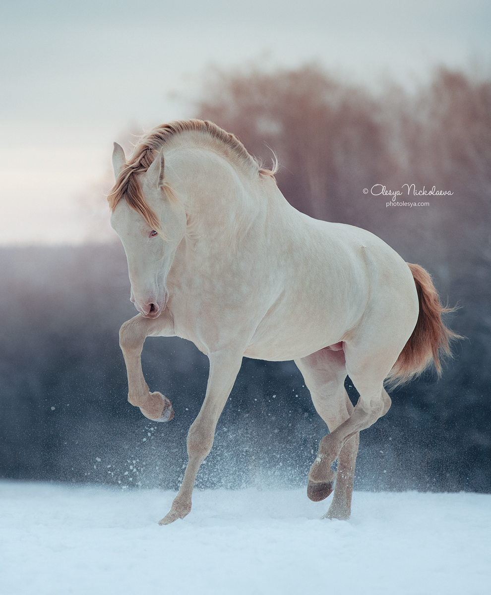 свобода ◆ liberty