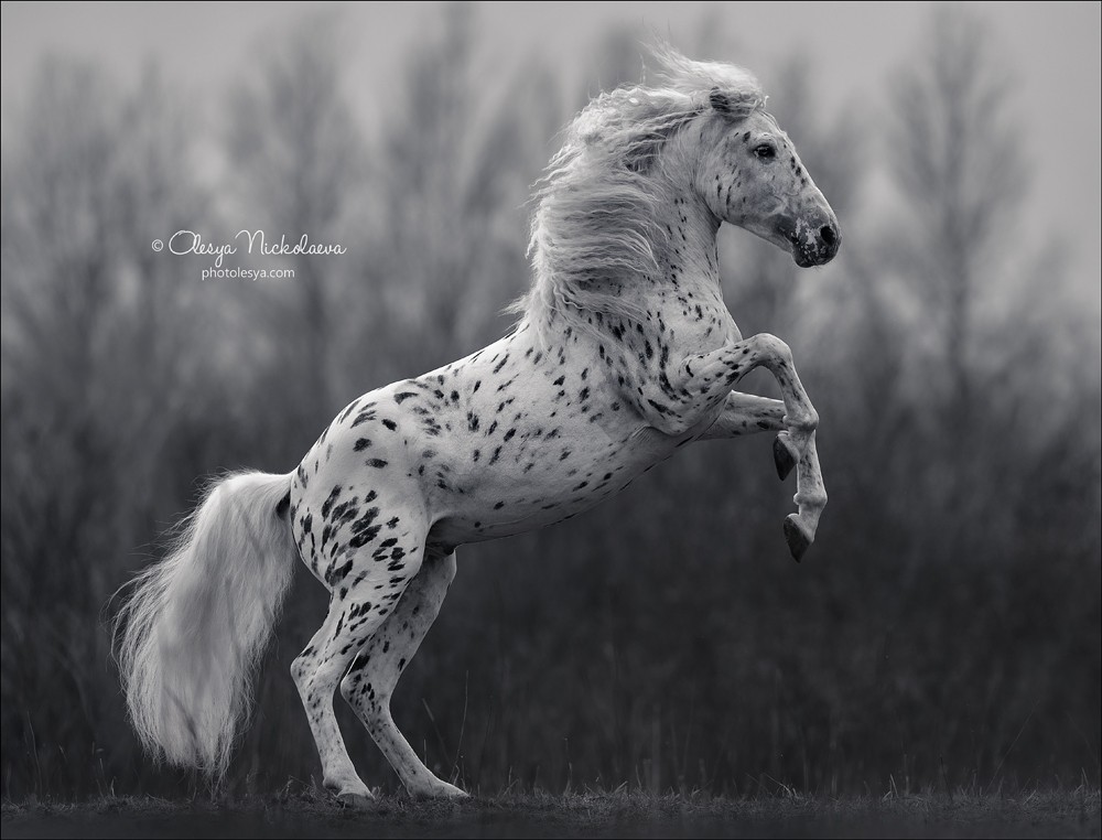 свобода ◆ liberty