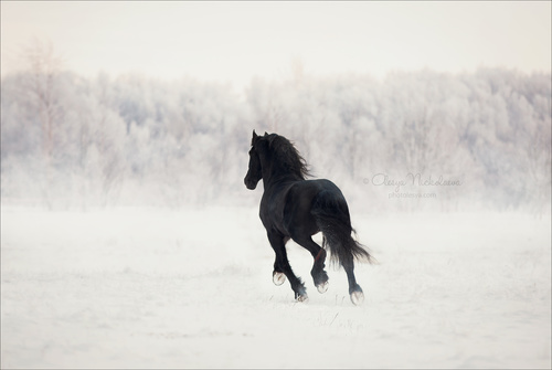свобода ◆ liberty