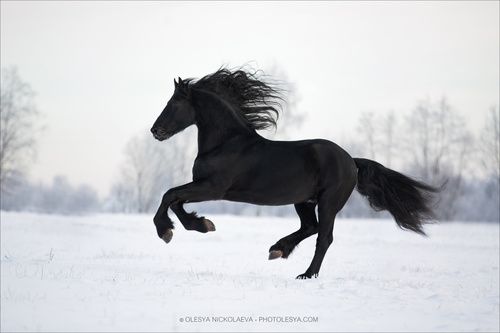 свобода ◆ liberty