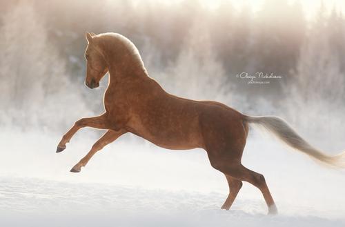 свобода ◆ liberty