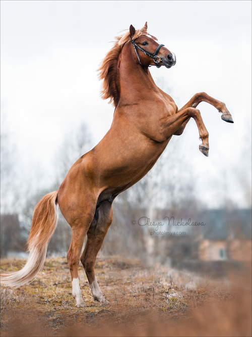 свобода ◆ liberty