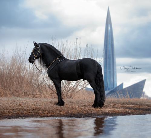 свобода ◆ liberty